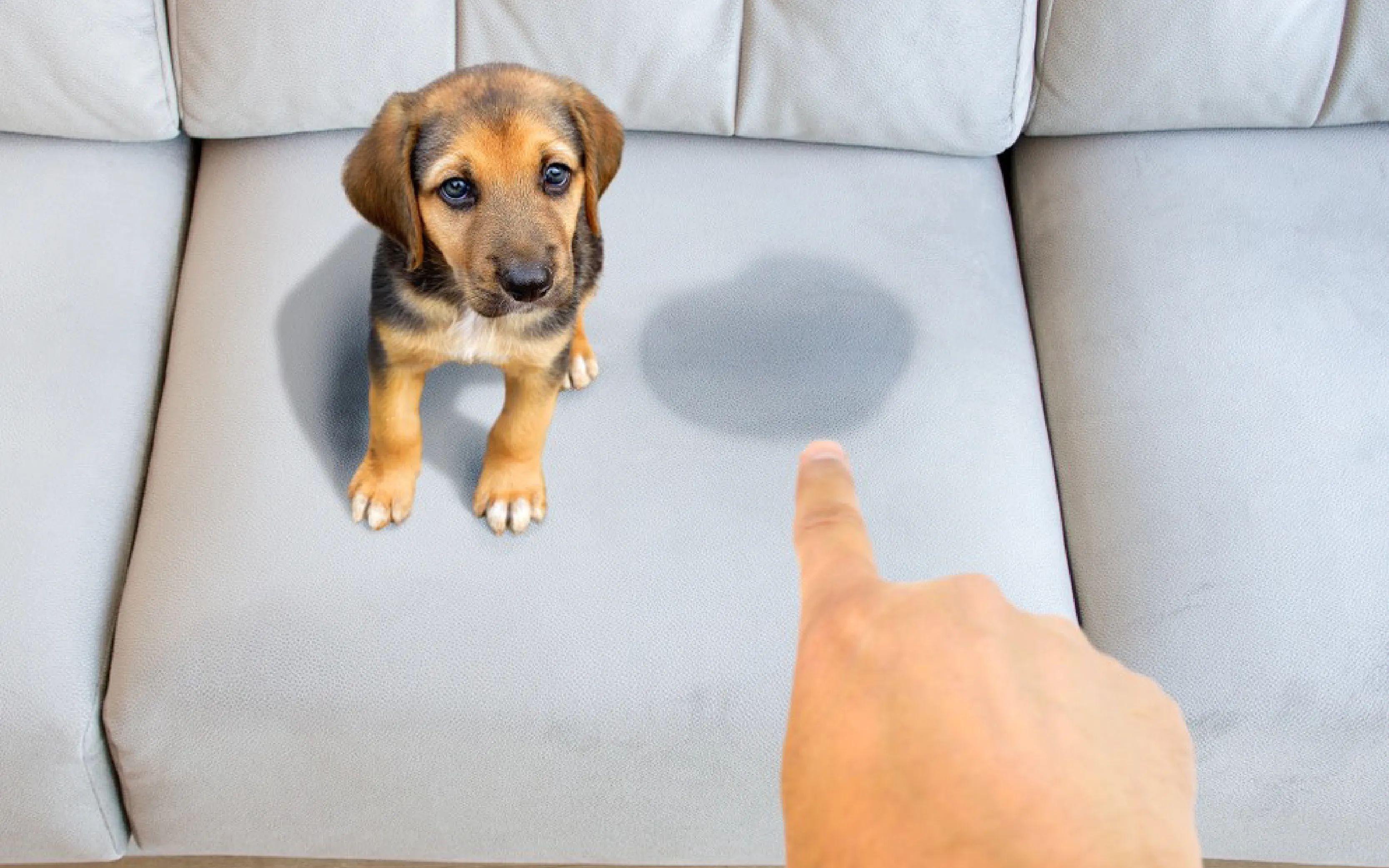 carpet cleaning in new york, carpet cleaning New York, carpet cleaners in New York, commercial carpet cleaning, commercial carpet cleaning in New York, New York rug cleaners, rug cleaning services in New York, same day carpet cleaning, same day rug cleaning, upholstery cleaning services in new york, carpet cleaning services in ny, ny carpet cleaning , rug cleaning ny, upholstery cleaning ny